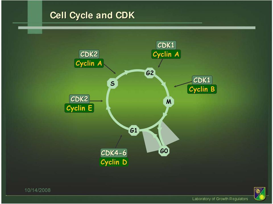 CDK1 Cyclin A G2 M CDK1