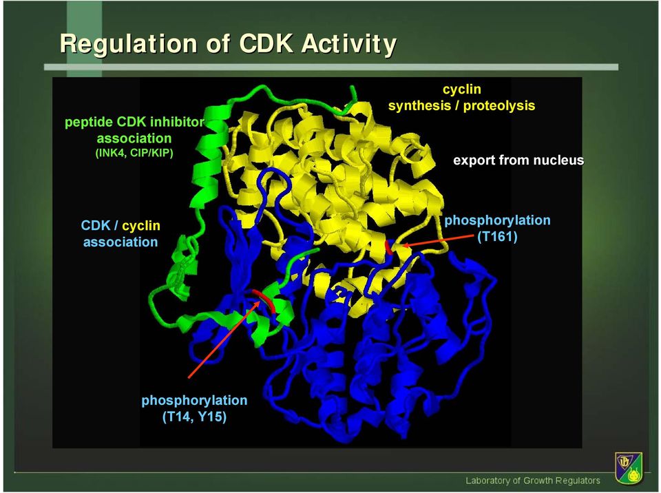 proteolysis export from nucleus CDK / cyclin