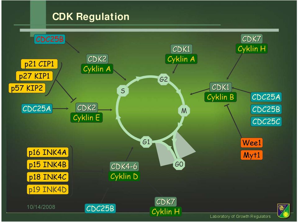 CDK7 Cyklin H CDC25A CDC25B CDC25C p16 IK4A p15 IK4B p18