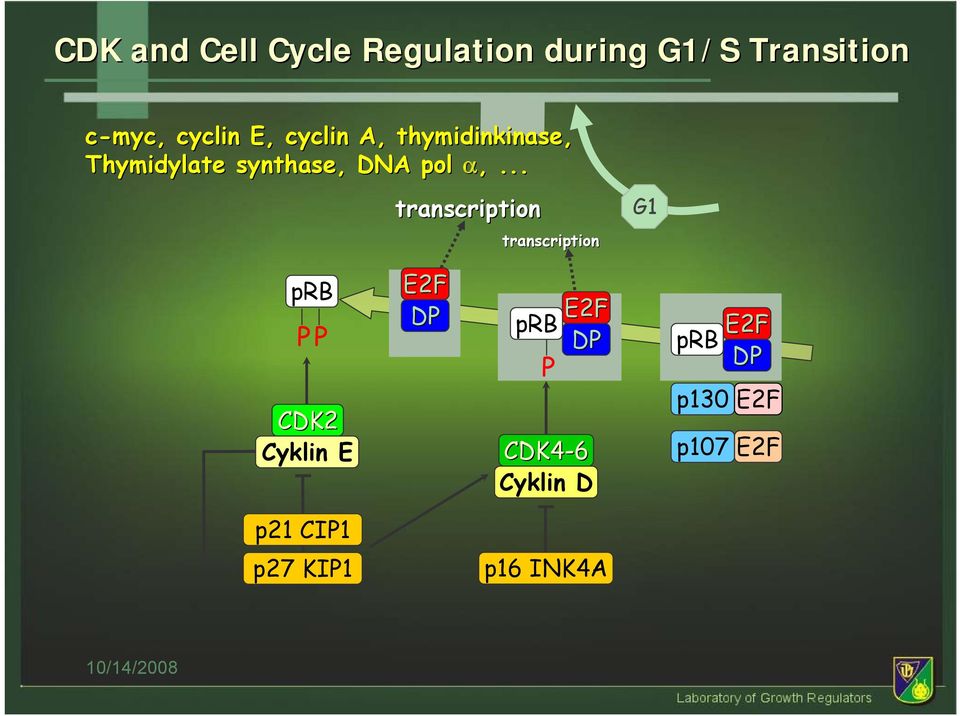 .. transcription transcription G1 prb P P CDK2 Cyklin E E2F DP E2F