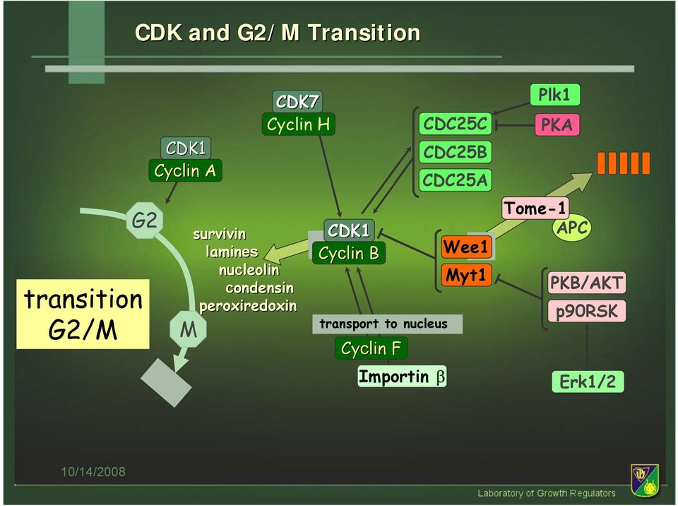 peroxiredoxin CDK1 Cyclin B transport to nucleus Cyclin F