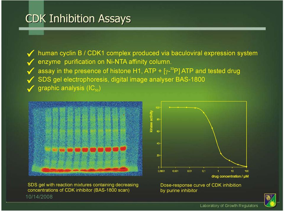 assay in the presence of histone H1, ATP + [ γ- 33 P] ATP and tested drug SDS gel electrophoresis, digital image