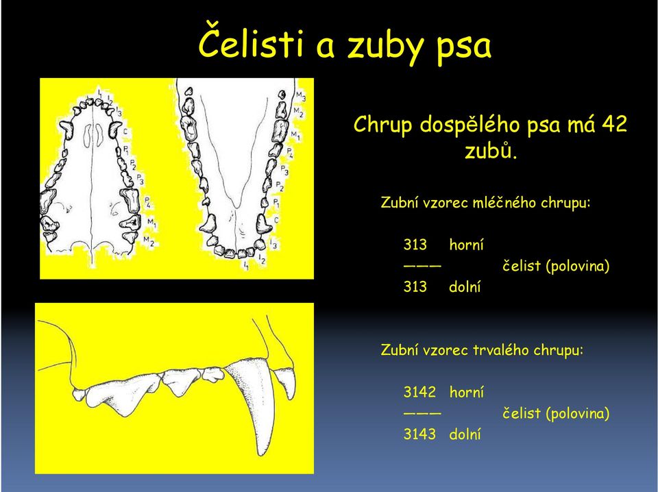 čelist (polovina) 313 dolní Zubní vzorec