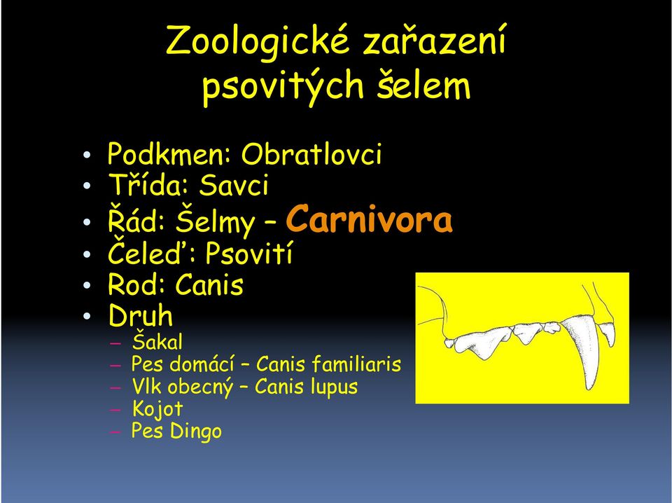 Čeleď: Psovití Rod: Canis Druh Šakal Pes domácí