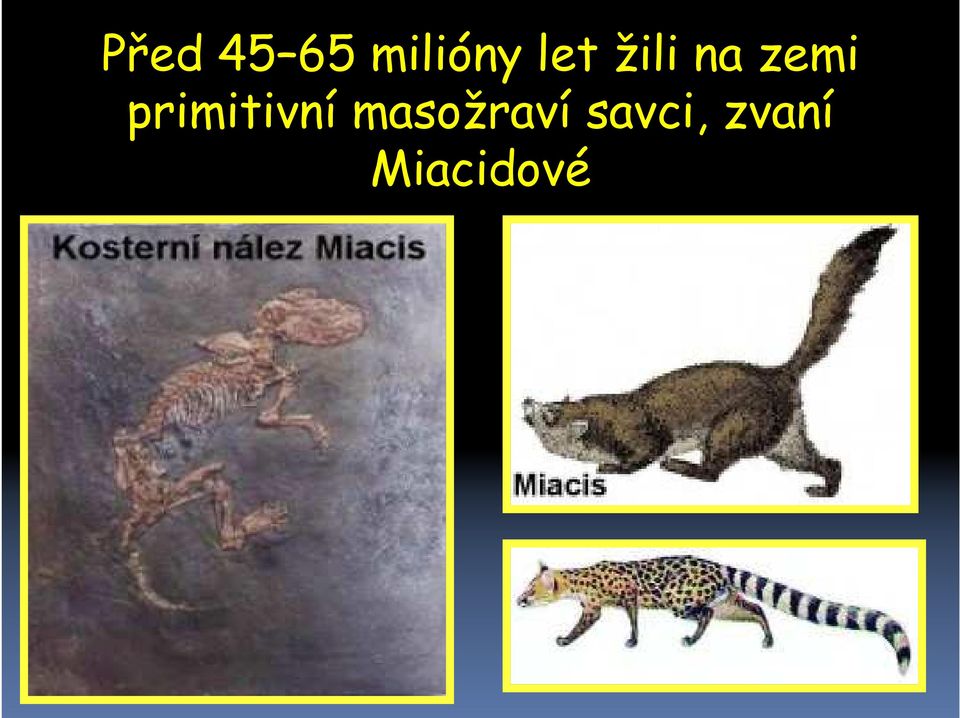 primitivní