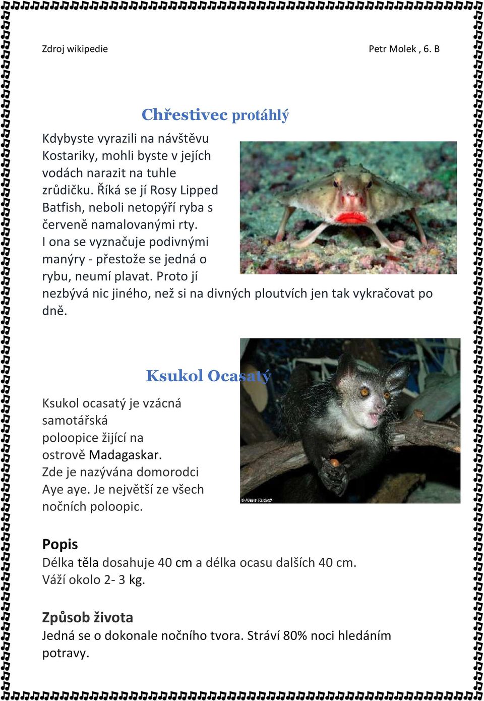 Proto jí nezbývá nic jiného, než si na divných ploutvích jen tak vykračovat po dně. Ksukol ocasatý je vzácná samotářská poloopice žijící na ostrově Madagaskar.