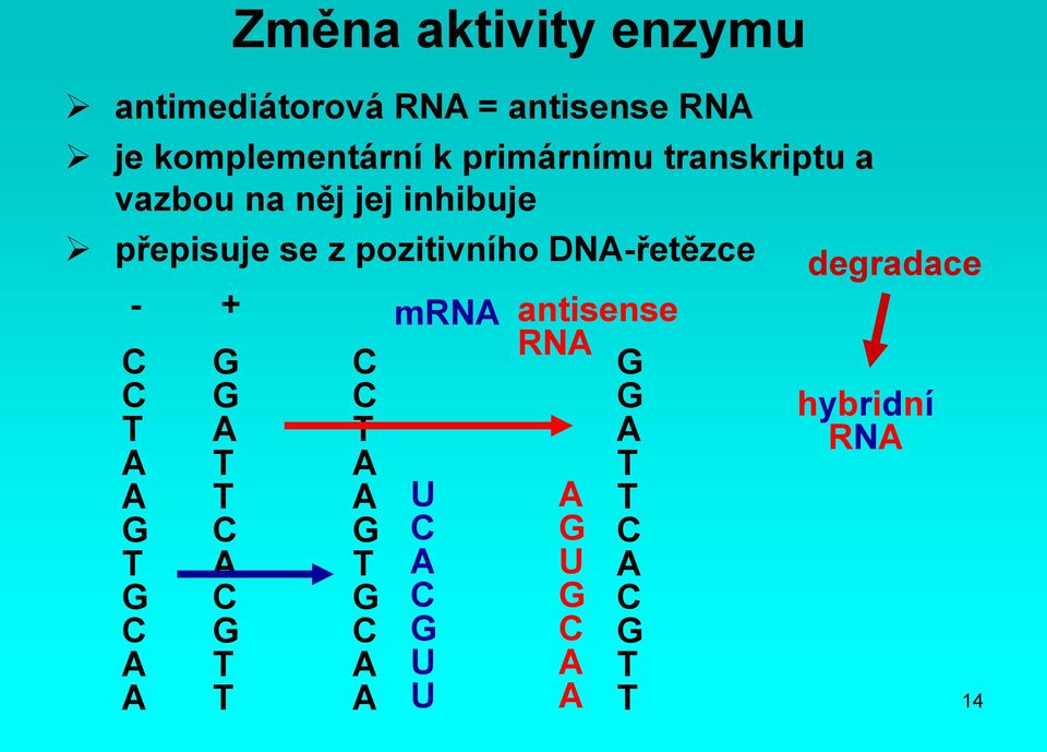 DNA-řetězce C C T A A G T G C A A G G A T T C A C G T T - + C C T A A G T G C A A U