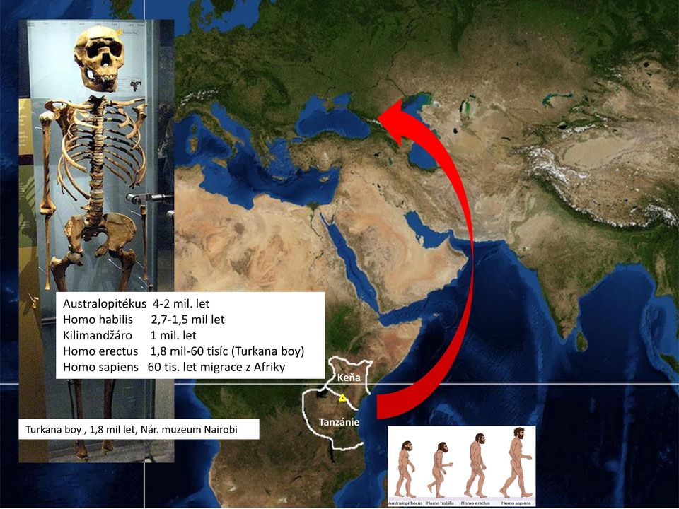 let Homo erectus 1,8 mil-60 tisíc (Turkana boy) Homo