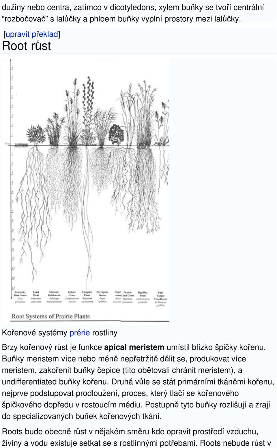 Buňky meristem více nebo méně nepřetržitě dělit se, produkovat více meristem, zakořenit buňky čepice (tito obětovali chránit meristem), a undifferentiated buňky kořenu.