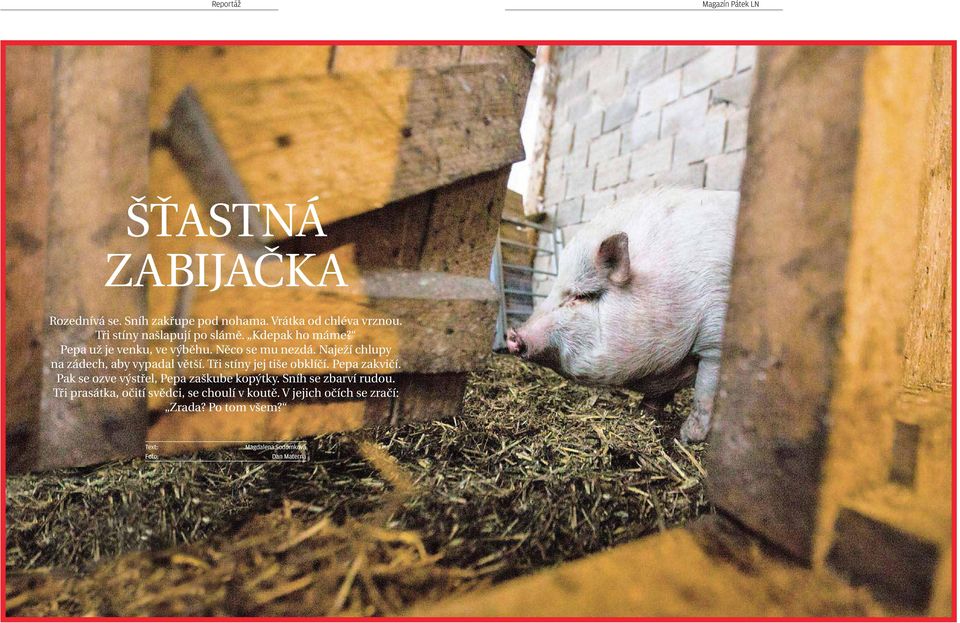 naježí chlupy na zádech, aby vypadalvětší.tři stíny jej tiše obklíčí. Pepa zakvičí.