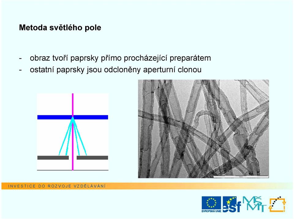 procházející preparátem -