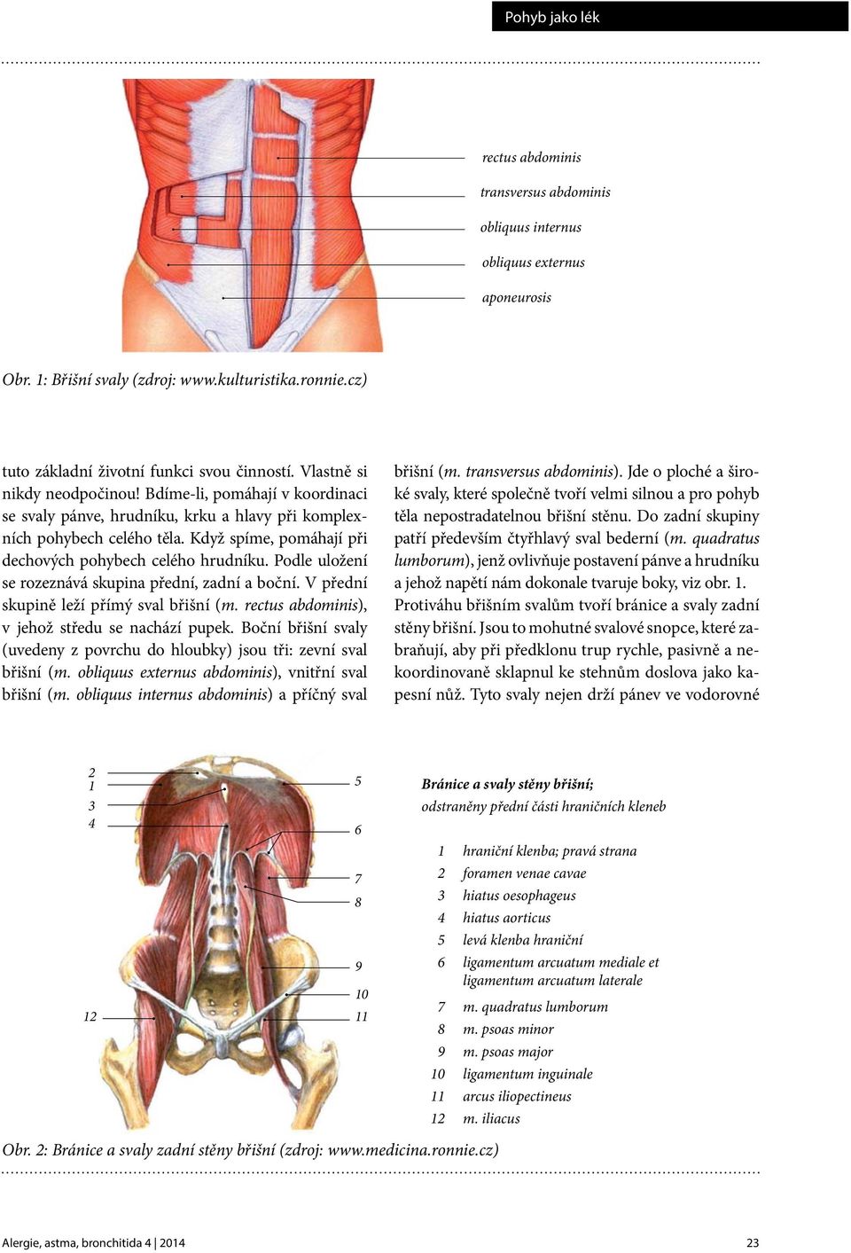 Podle uložení se rozeznává skupina přední, zadní a boční. V přední skupině leží přímý sval břišní (m. rectus abdominis), v jehož středu se nachází pupek.