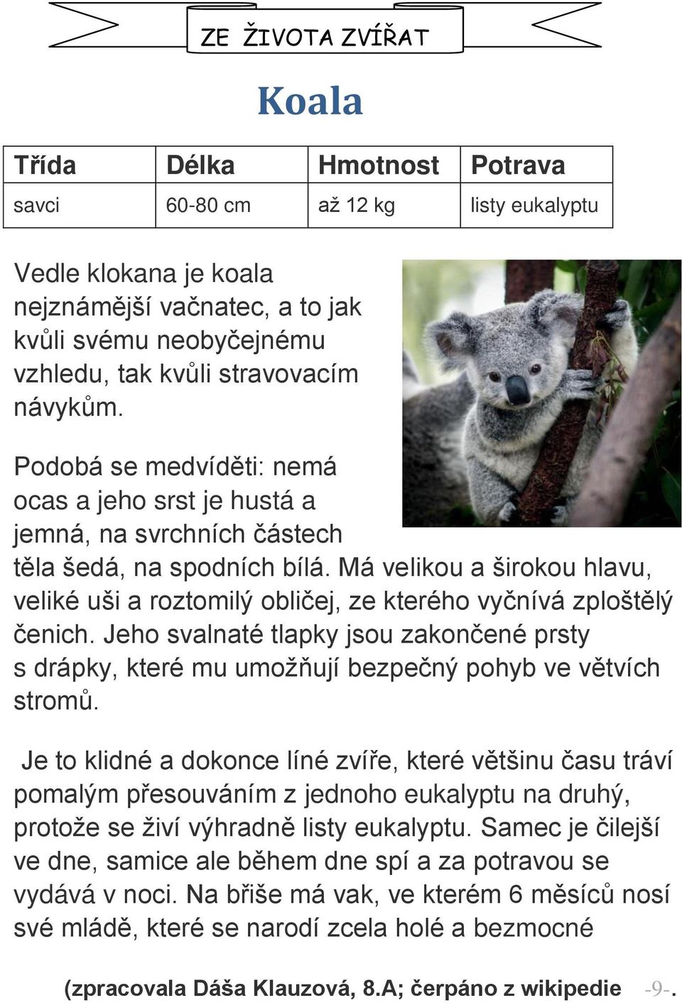 Má velikou a širokou hlavu, veliké uši a roztomilý obličej, ze kterého vyčnívá zploštělý čenich. Jeho svalnaté tlapky jsou zakončené prsty s drápky, které mu umožňují bezpečný pohyb ve větvích stromů.