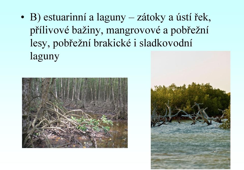 mangrovové a pobřežní lesy,