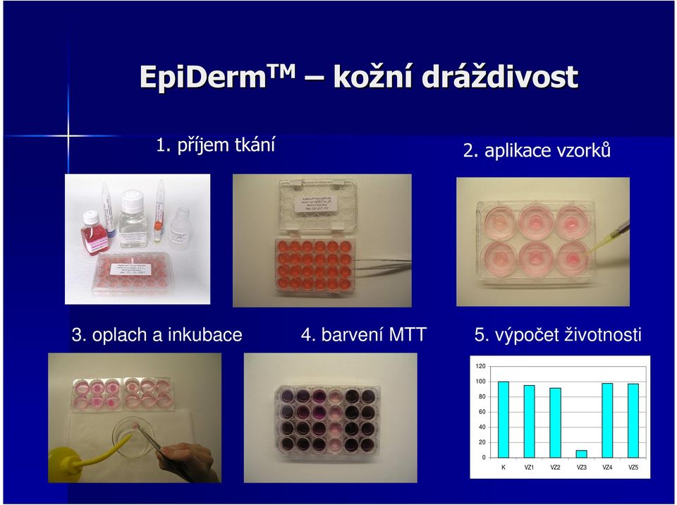 aplikace vzorků 4. barvení MTT 5.