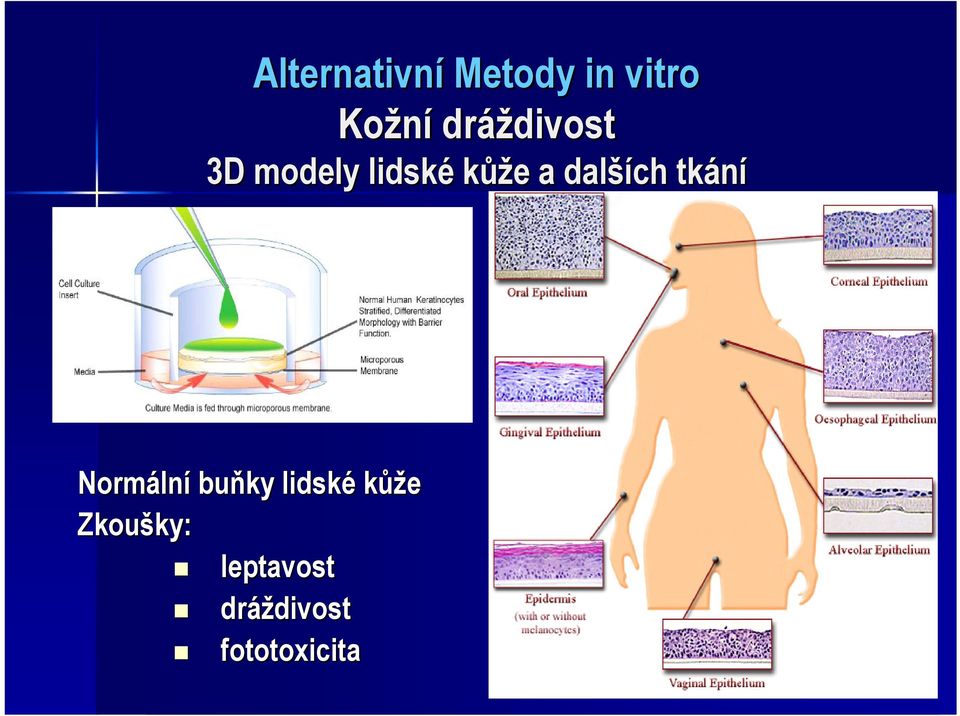 dalších tkání Normální buňky lidské