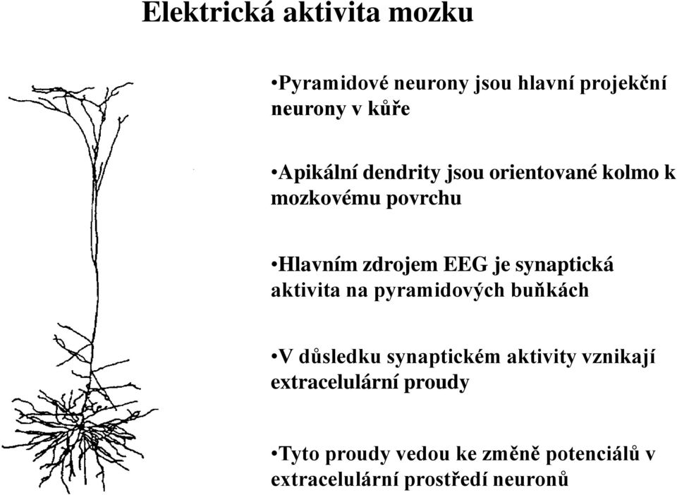 synaptická aktivita na pyramidových buňkách V důsledku synaptickém aktivity vznikají