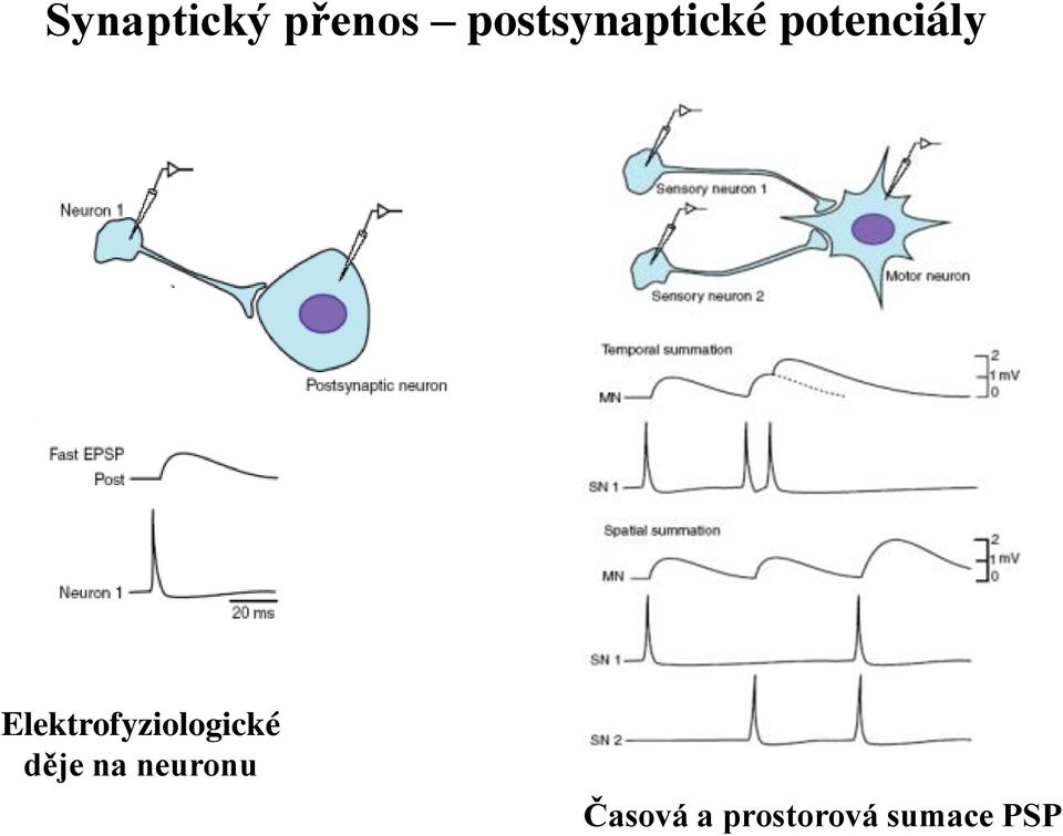 Elektrofyziologické děje na