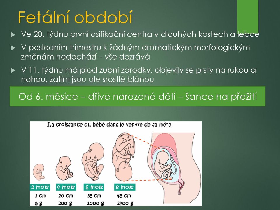 k žádným dramatickým morfologickým změnám nedochází vše dozrává V 11.