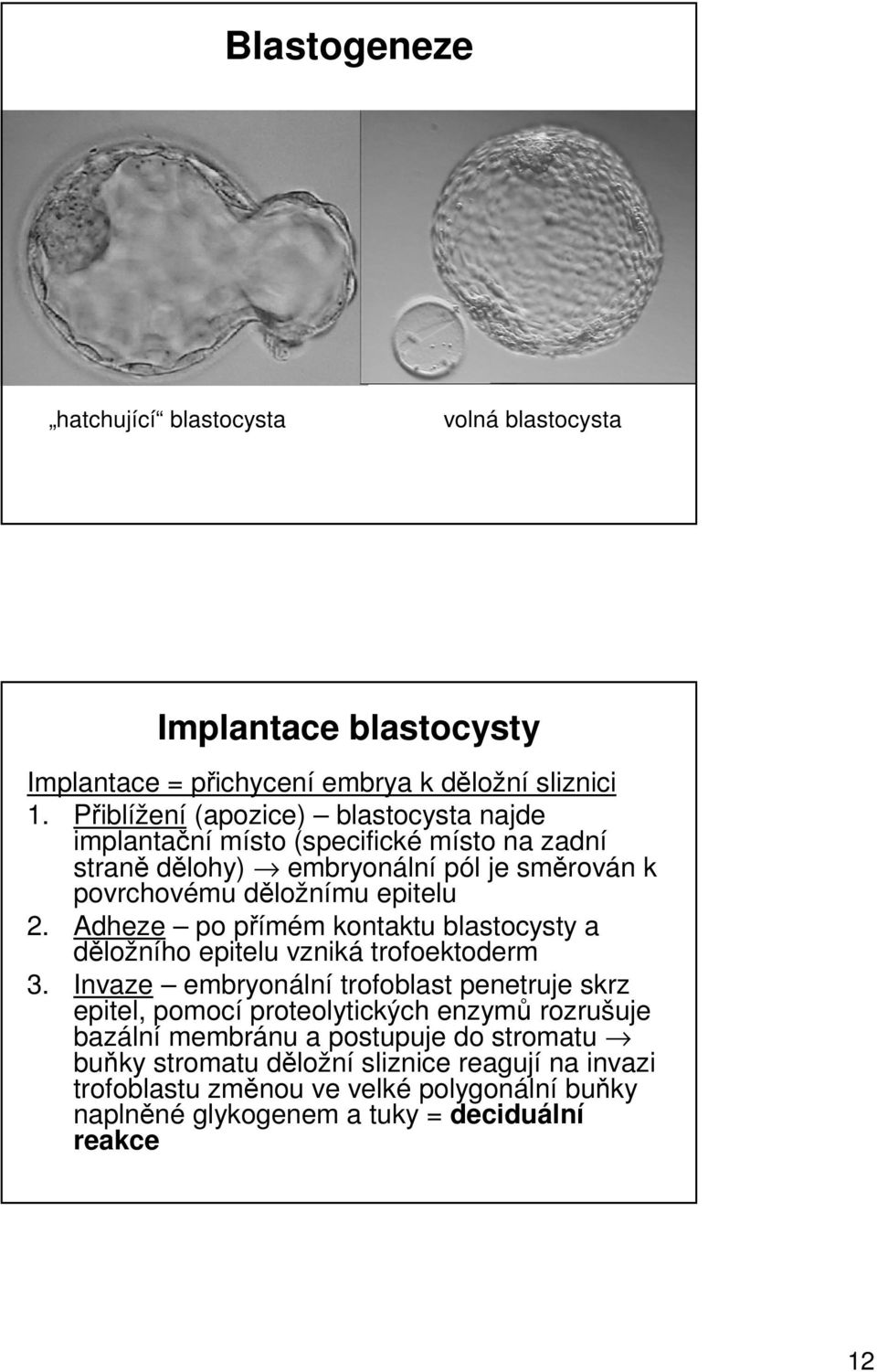 Adheze po přímém kontaktu blastocysty a děložního epitelu vzniká trofoektoderm 3.
