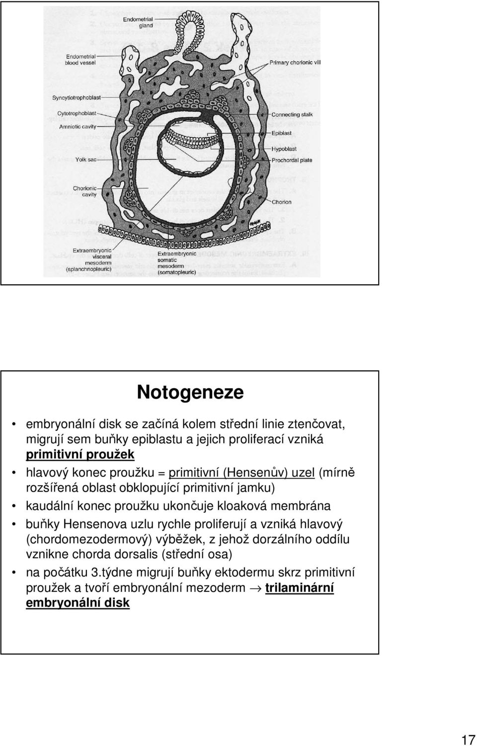 kloaková membrána buňky Hensenova uzlu rychle proliferují a vzniká hlavový (chordomezodermový) výběžek, z jehož dorzálního oddílu vznikne chorda