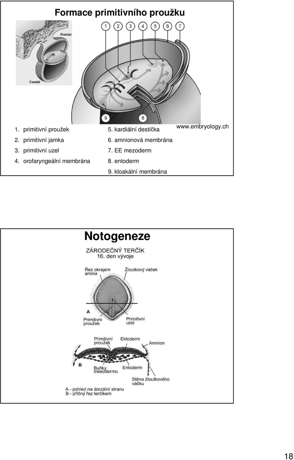 amnionová membrána 3. primitivní uzel 7. EE mezoderm 4.