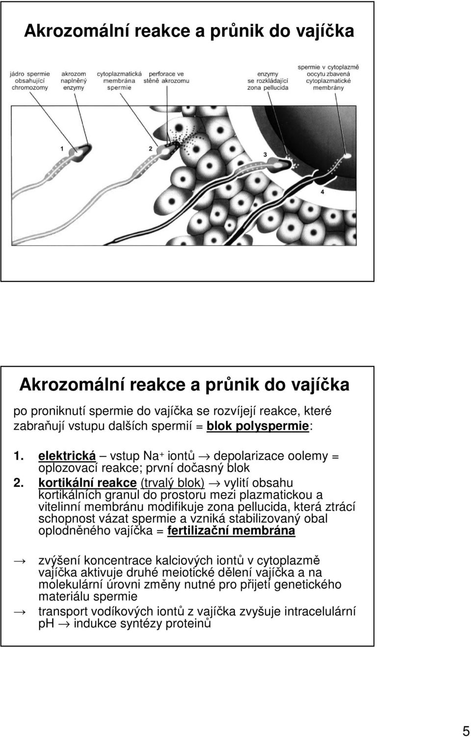 kortikální reakce (trvalý blok) vylití obsahu kortikálních granul do prostoru mezi plazmatickou a vitelinní membránu modifikuje zona pellucida, která ztrácí schopnost vázat spermie a vzniká