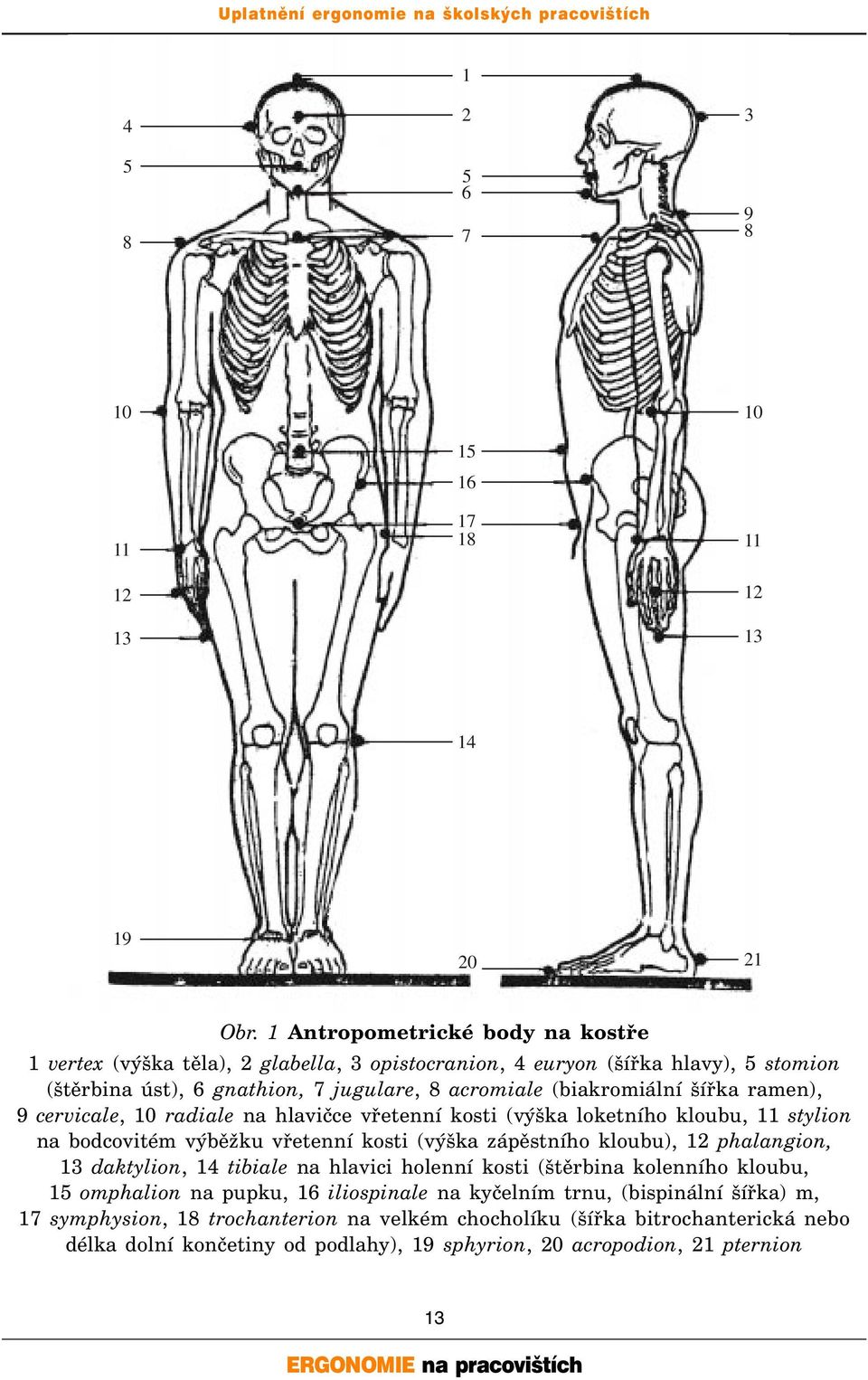šířka ramen), 9 cervicale, 10 radiale na hlavičce vřetenní kosti (výška loketního kloubu, 11 stylion na bodcovitém výběžku vřetenní kosti (výška zápěstního kloubu), 12 phalangion, 13