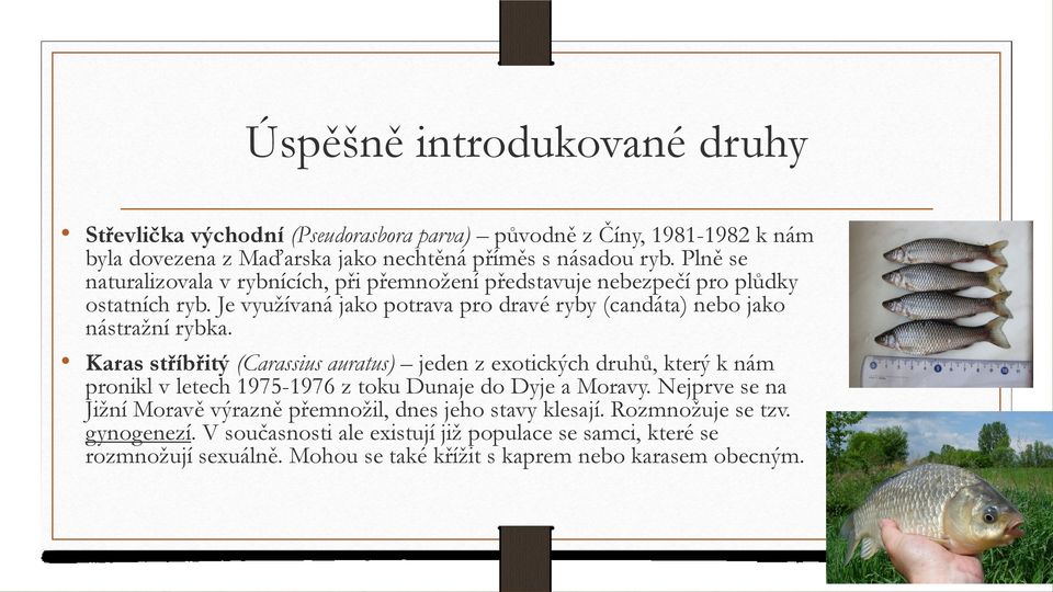 Karas stříbřitý (Carassius auratus) jeden z exotických druhů, který k nám pronikl v letech 1975-1976 z toku Dunaje do Dyje a Moravy.