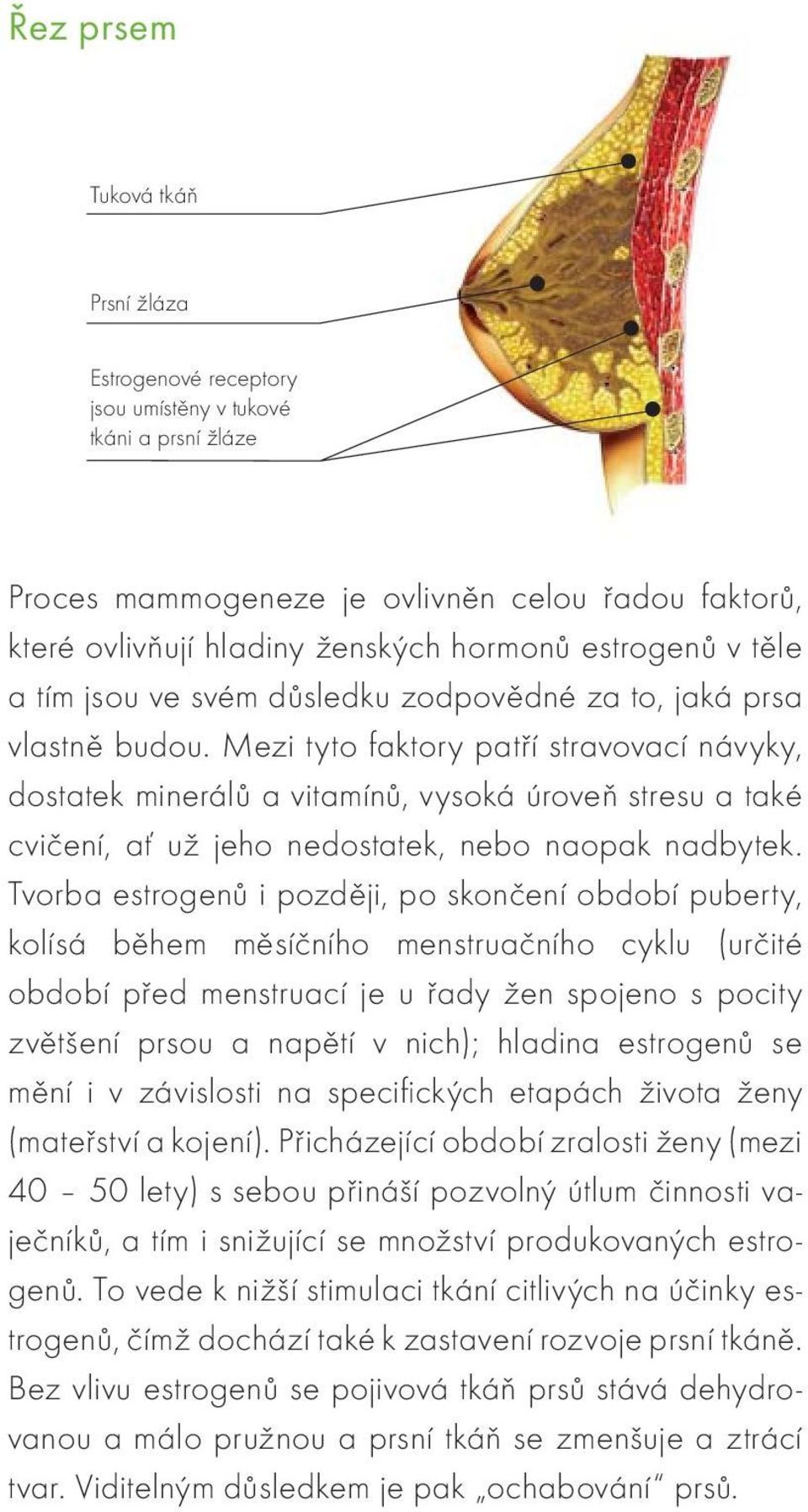 Mezi tyto faktory patří stravovací návyky, dostatek minerálů a vitamínů, vysoká úroveň stresu a také cvičení, ať už jeho nedostatek, nebo naopak nadbytek.