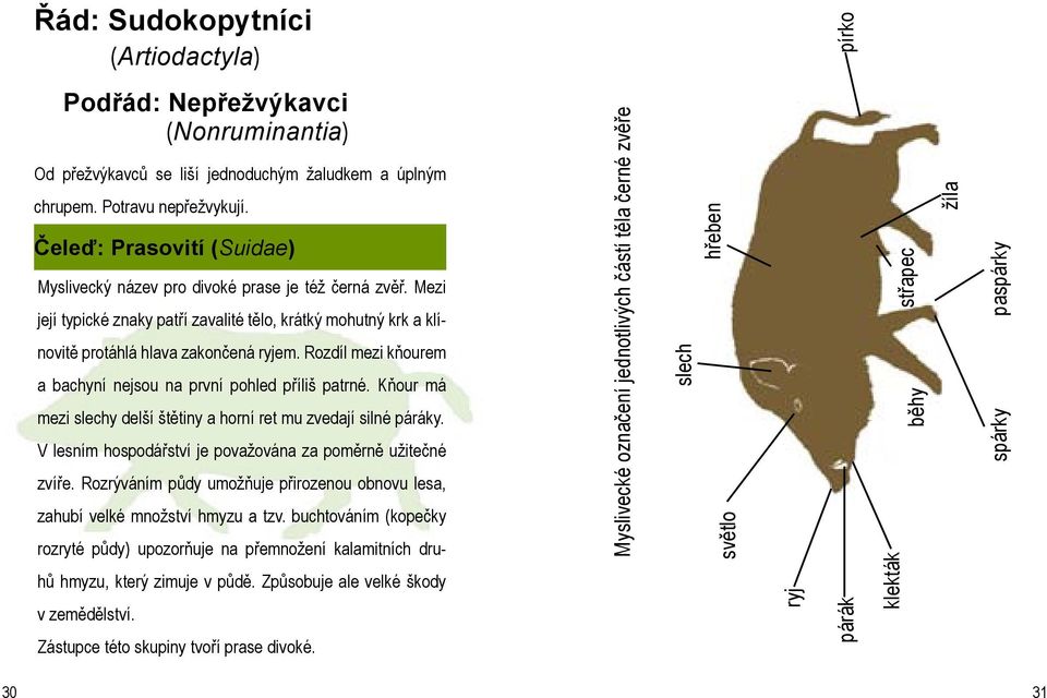 Rozdíl mezi kňourem a bachyní nejsou na první pohled příliš patrné. Kňour má mezi slechy delší štětiny a horní ret mu zvedají silné páráky.