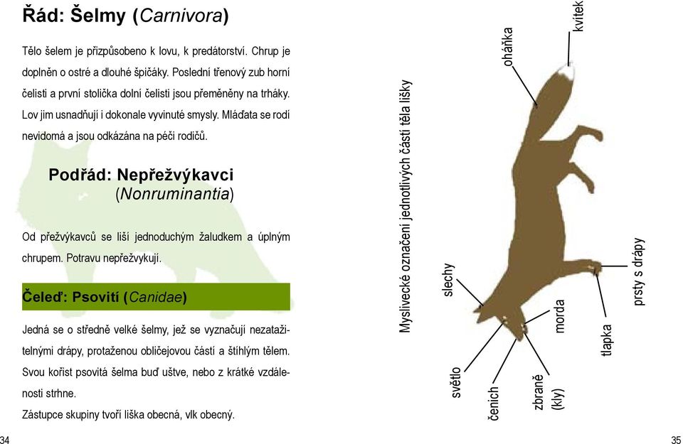 Mláďata se rodí nevidomá a jsou odkázána na péči rodičů. Podřád: Nepřežvýkavci (Nonruminantia) Od přežvýkavců se liší jednoduchým žaludkem a úplným chrupem. Potravu nepřežvykují.