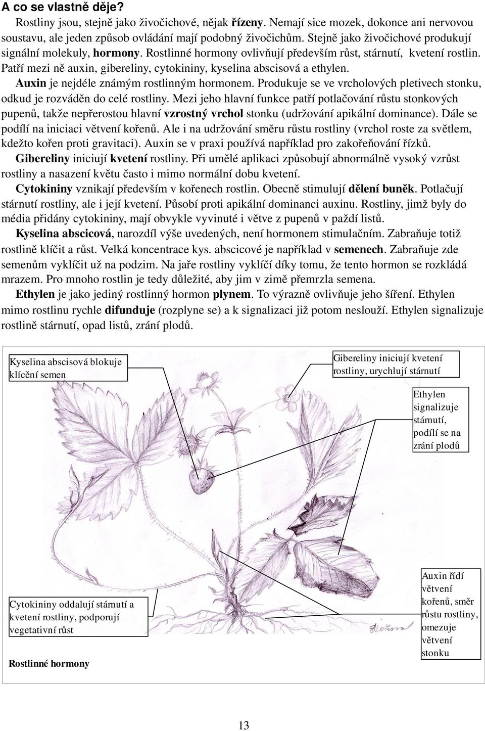 Patří mezi ně auxin, gibereliny, cytokininy, kyselina abscisová a ethylen. Auxin je nejdéle známým rostlinným hormonem.