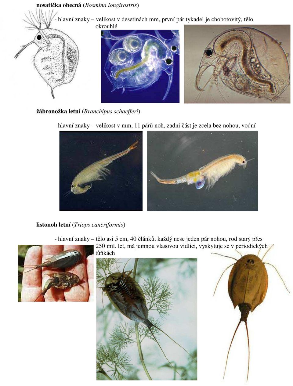 zadní část je zcela bez nohou, vodní listonoh letní (Triops cancriformis) - hlavní znaky tělo asi 5 cm, 40