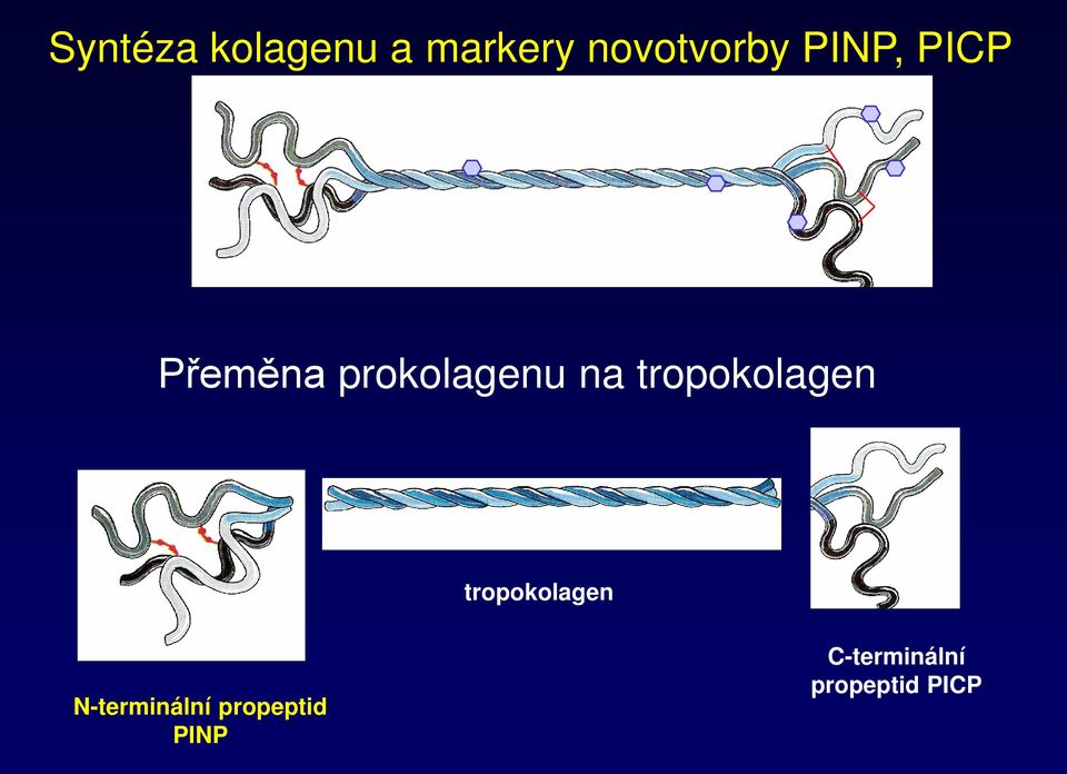 tropokolagen tropokolagen N-terminální