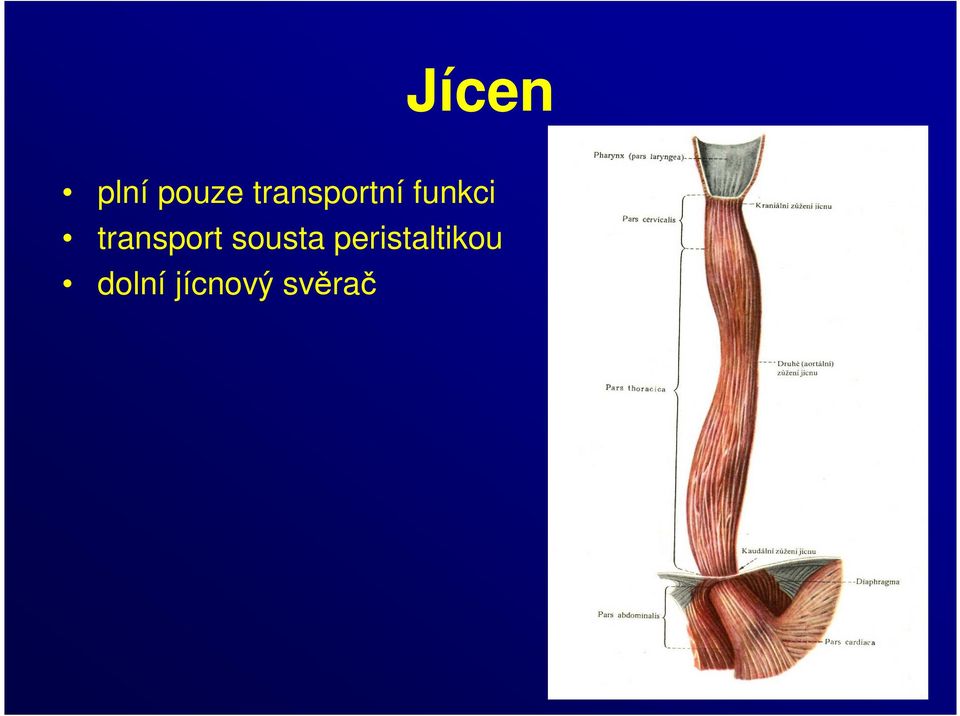 transport sousta