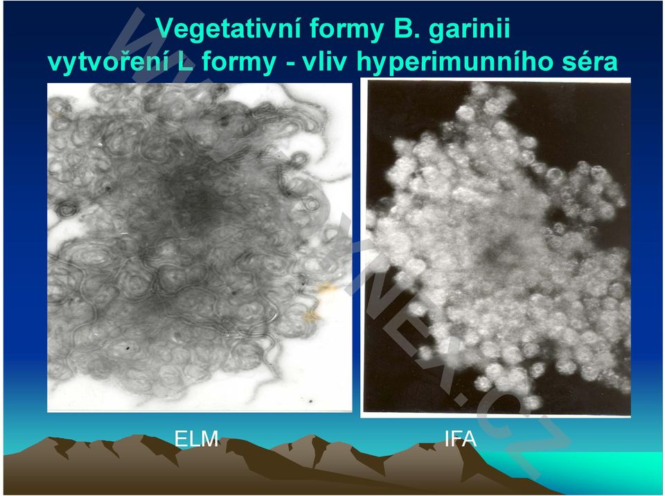 formy - vliv