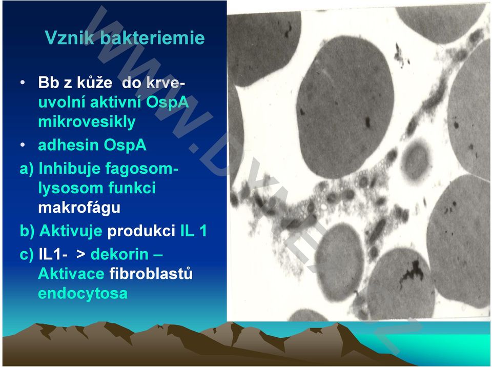 fagosom- lysosom funkci makrofágu b) Aktivuje