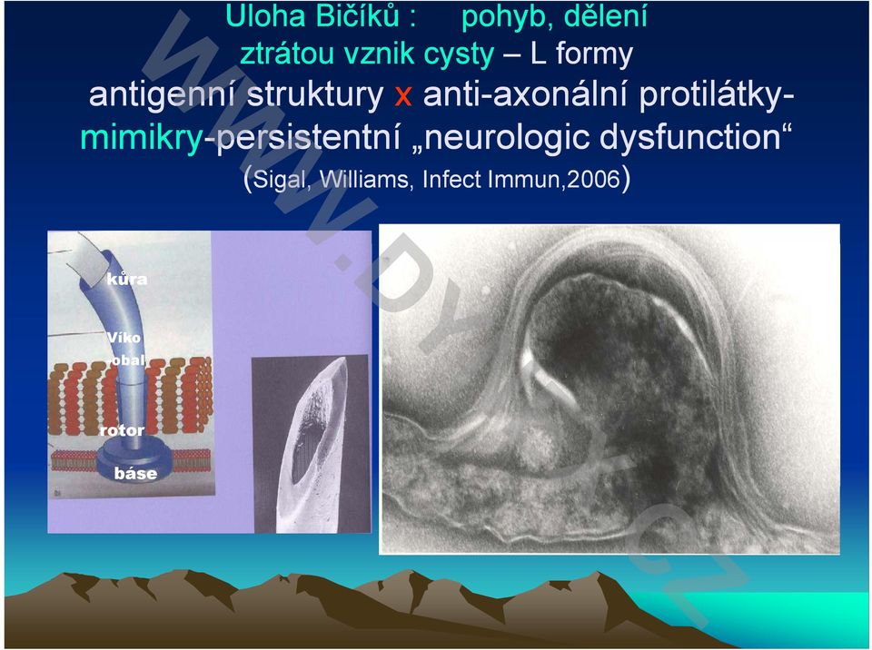 protilátky- mimikry-persistentní neurologic dysfunction