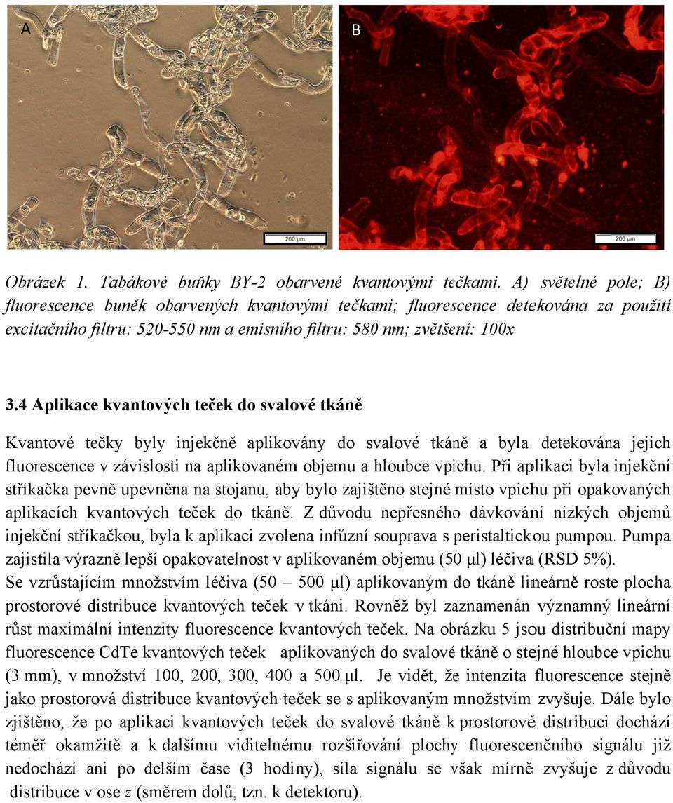 4 Aplikace kvantových teček do svalové tkáně Kvantové tečky byly injekčně aplikovány do svalové tkáně a byla detekována jejich fluorescence v závislosti na aplikovaném objemu a hloubce vpichu.