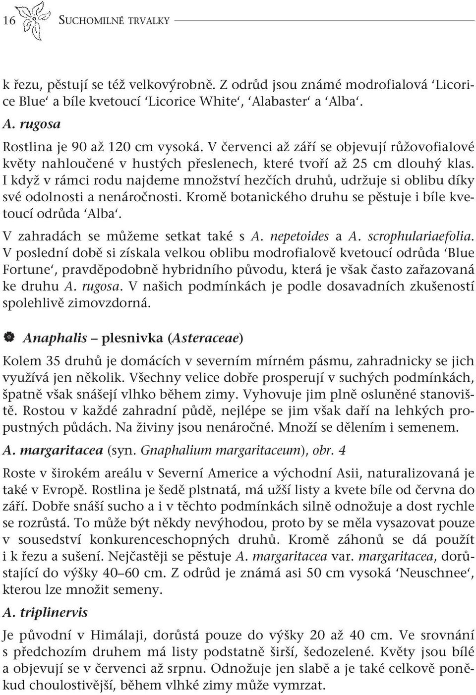 I když v rámci rodu najdeme množství hezčích druhů, udržuje si oblibu díky své odolnosti a nenáročnosti. Kromě botanického druhu se pěstuje i bíle kvetoucí odrůda Alba.