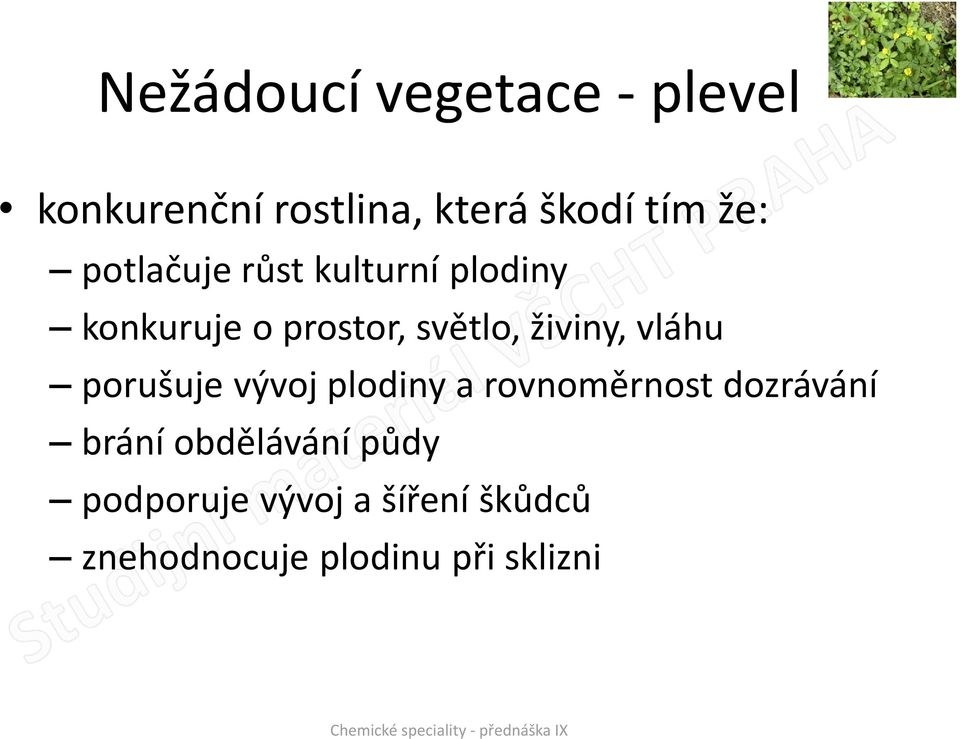 vláhu porušuje vývoj plodiny a rovnoměrnost dozrávání brání