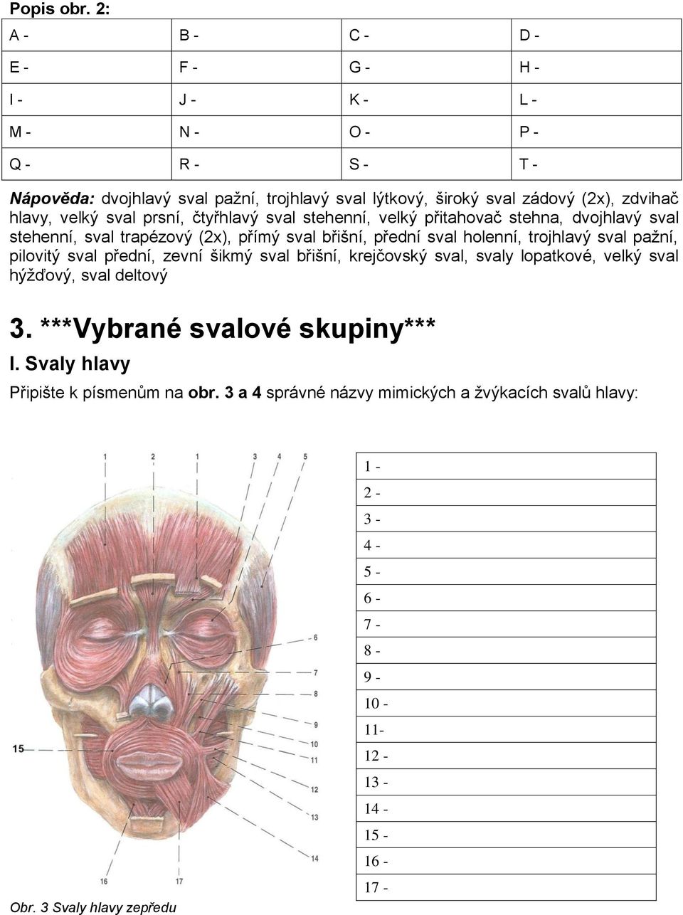 hlavy, velký sval prsní, čtyřhlavý sval stehenní, velký přitahovač stehna, dvojhlavý sval stehenní, sval trapézový (2x), přímý sval břišní, přední sval holenní, trojhlavý