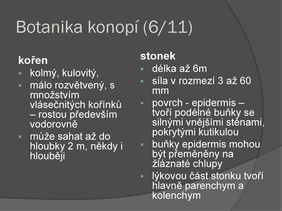 až 60 mm povrch - epidermis tvoří podélné buňky se silnými vnějšími stěnami, pokrytými kutikulou buňky