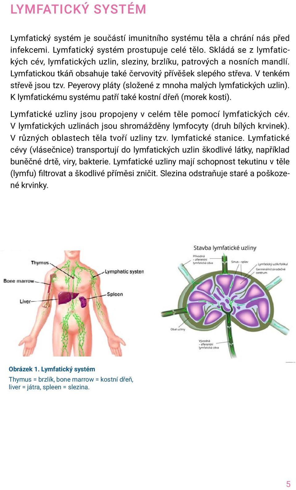 Peyerovy pláty (složené z mnoha malých lymfatických uzlin). K lymfatickému systému patří také kostní dřeň (morek kosti). Lymfatické uzliny jsou propojeny v celém těle pomocí lymfatických cév.