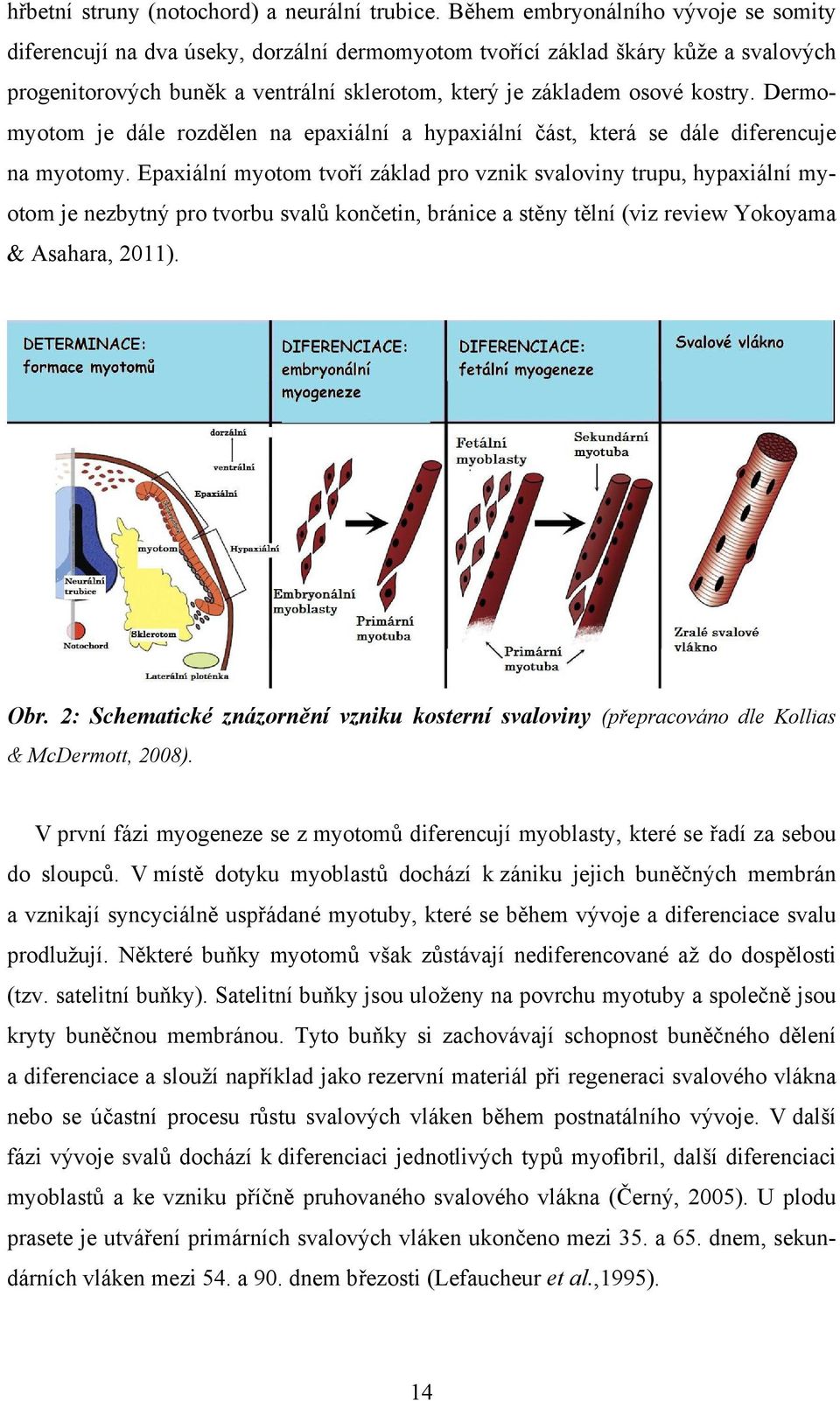 Dermomyotom je dále rozdělen na epaxiální a hypaxiální část, která se dále diferencuje na myotomy.