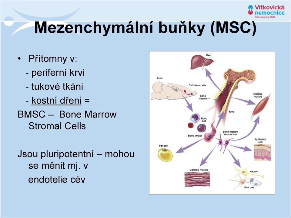 dřeni = BMSC Bone Marrow Stromal Cells