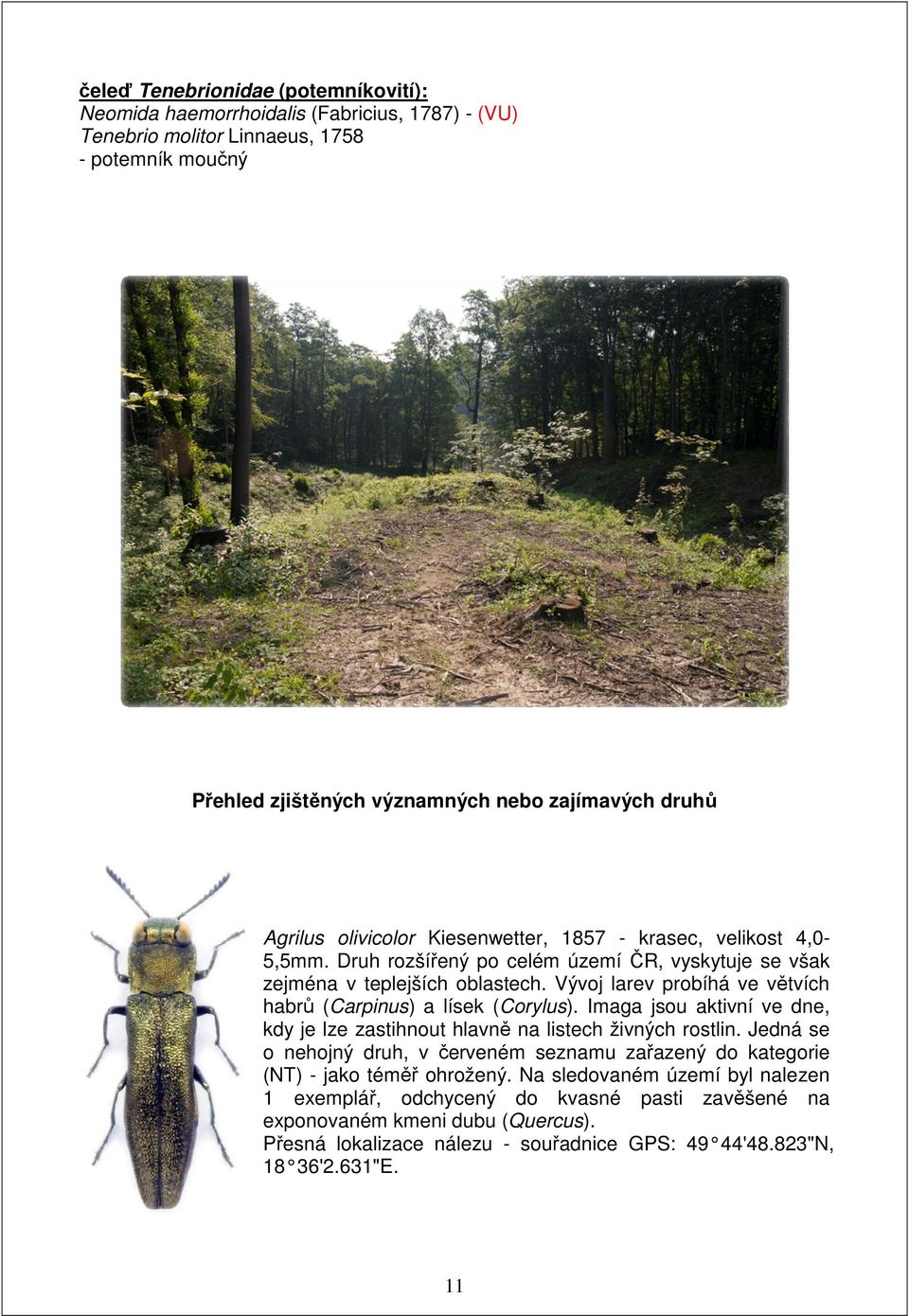 Vývoj larev probíhá ve větvích habrů (Carpinus) a lísek (Corylus). Imaga jsou aktivní ve dne, kdy je lze zastihnout hlavně na listech živných rostlin.