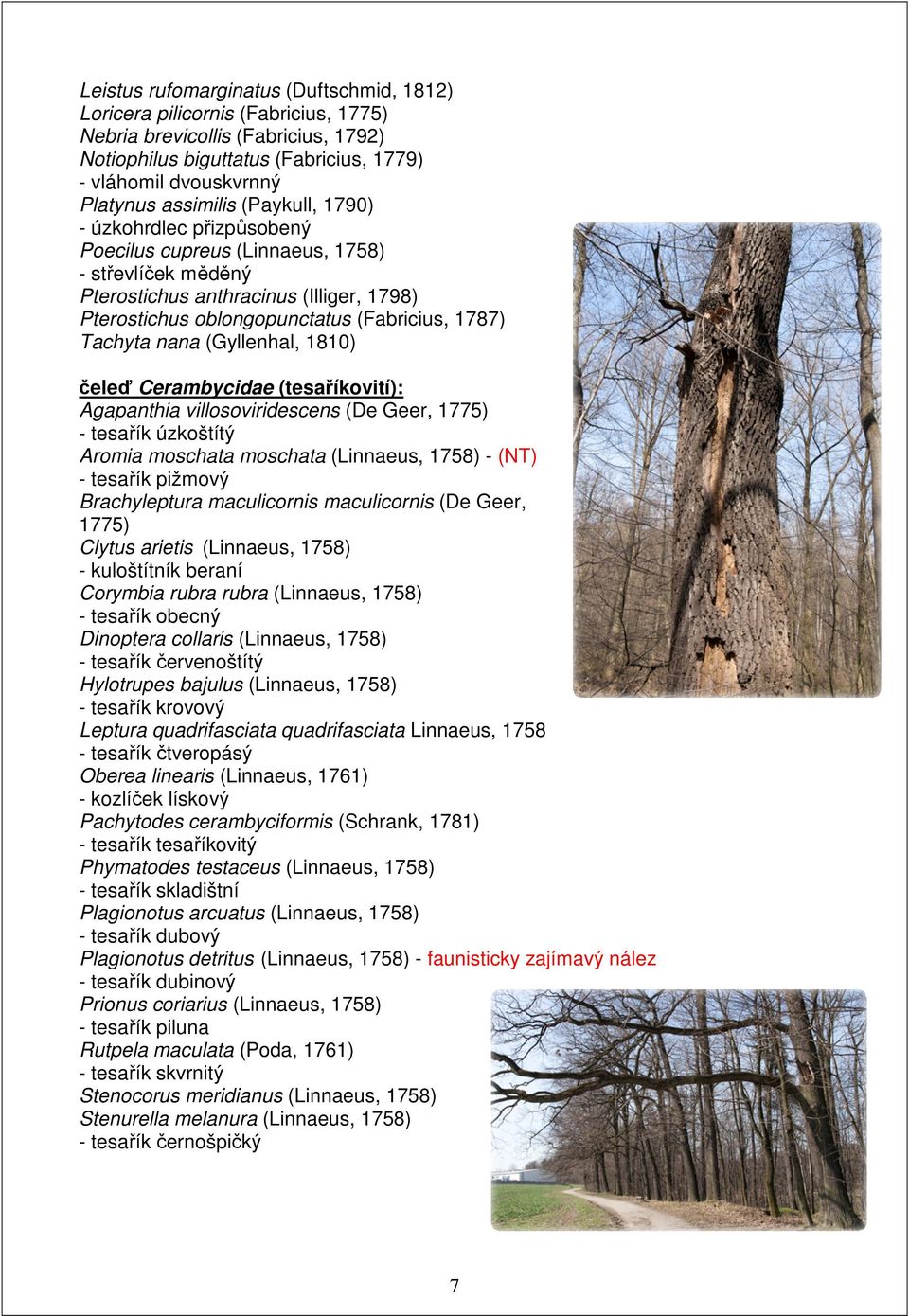 (Gyllenhal, 1810) čeleď Cerambycidae (tesaříkovití): Agapanthia villosoviridescens (De Geer, 1775) - tesařík úzkoštítý Aromia moschata moschata (Linnaeus, 1758) - (NT) - tesařík pižmový Brachyleptura