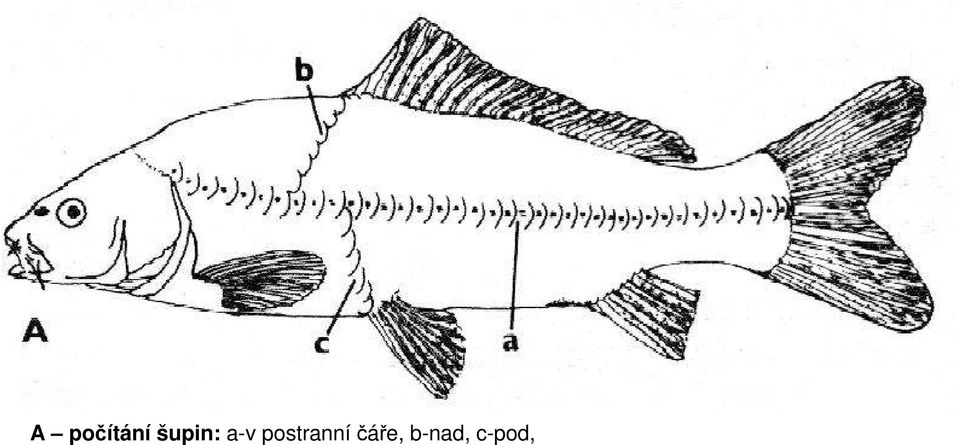 postranní